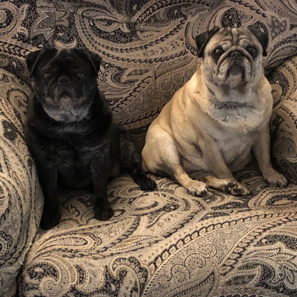 Meet your Posher, Lisa - Picture 2 of 2